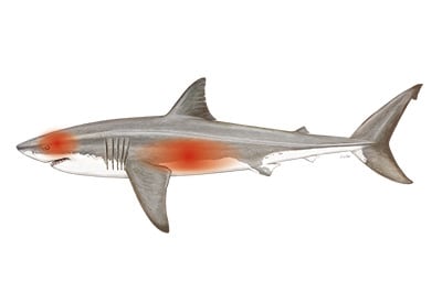 Erwärmte Körperregionen Weisser Hai