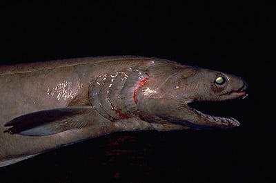 Kragenhai