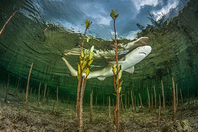 Baby Zitronenhai in Mangroven Shutterstock