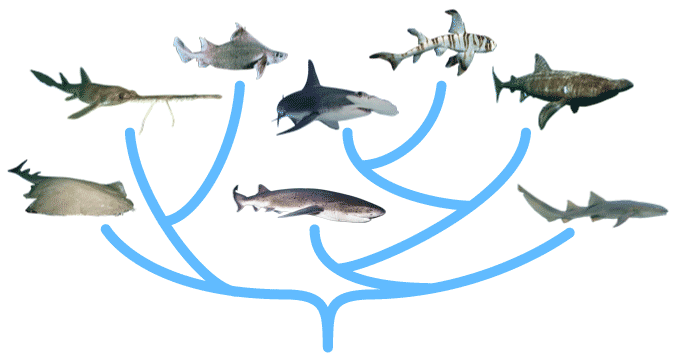Interaktiver Stammbaum der Haie