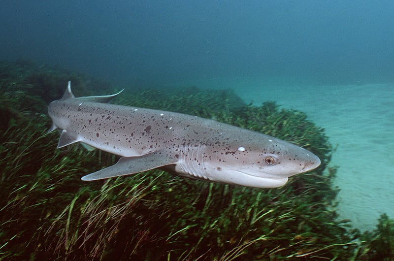 Breitnasen-Siebenkiemerhai
