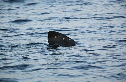 Typische Riesenhai-Rückenflosse