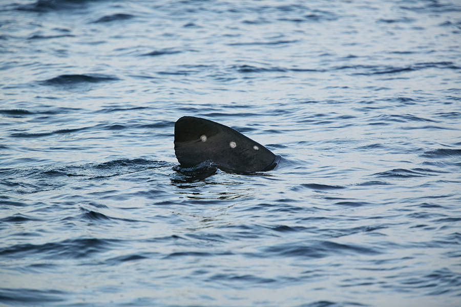 Typische Riesenhai-Rückenflosse