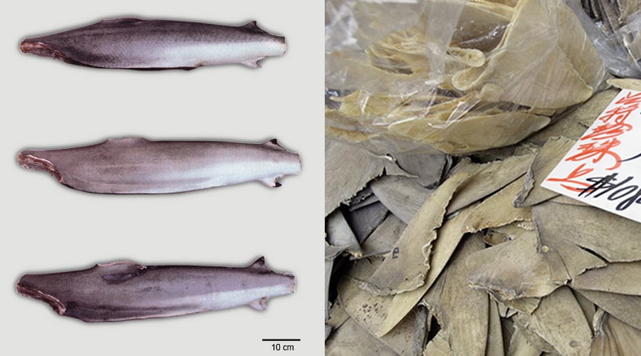 Hai-Produkte unbekannter Arten